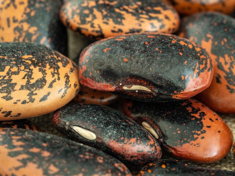 Health Benefits of Traditional Indigenous Medicine