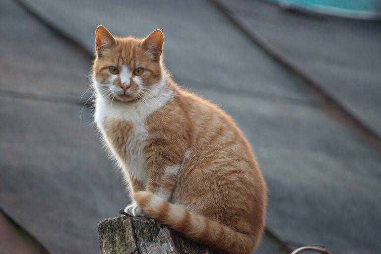 Tips for Creating a Sustainable Home Office