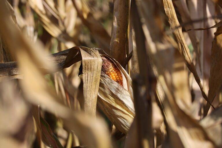 The Influence of Food Culture on Identity and Society