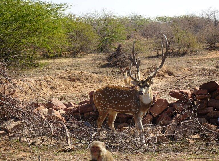 The Impact of Education Level on Voter Behavior